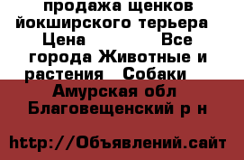 продажа щенков йокширского терьера › Цена ­ 25 000 - Все города Животные и растения » Собаки   . Амурская обл.,Благовещенский р-н